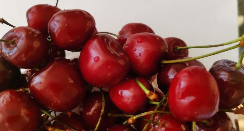 2 стакана под корень в мае – обязательно: вишня будет размером с персик: вкусная и сочная