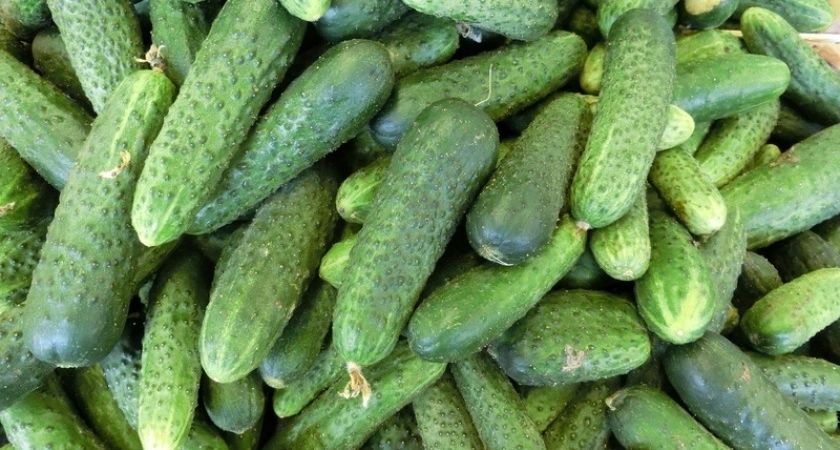 "Урожай огурцов вырос вдвое без химии! Мой секрет - пластиковые кольца от бутылок": необычный лайфхак