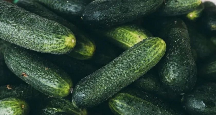 Гениальный лайфхак: как превратить пластиковые бутылки в идеальный парник для огурцов