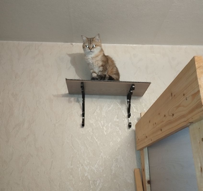   :       