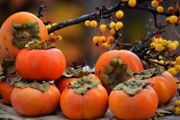 Хурма Ромашка: Сладкое чудо с потрясающим вкусом и простотой в уходе