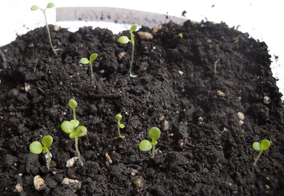 Низкая всхожесть семян: причины и пути решения для садоводов