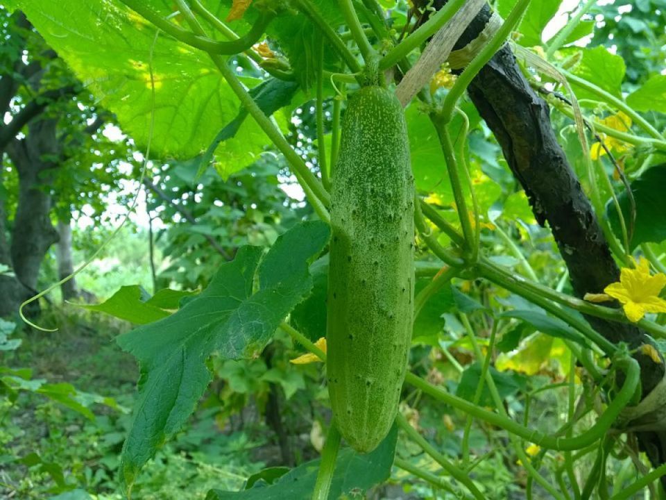 Как соседи могут повысить урожайность ваших огурцов