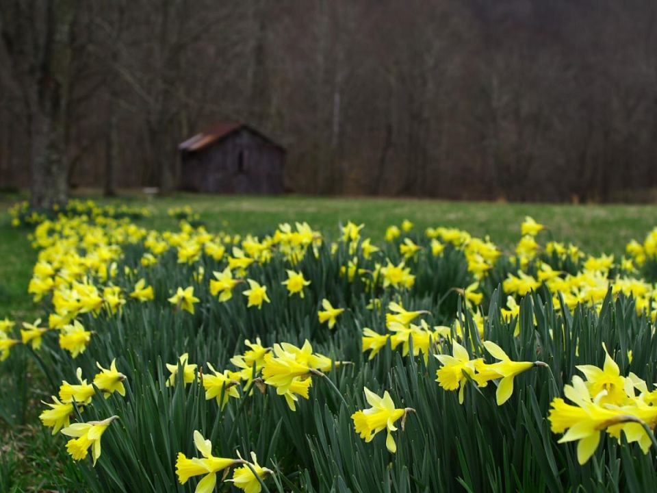 Яркость весны: как жёлтые нарциссы могут преобразить ваш сад
