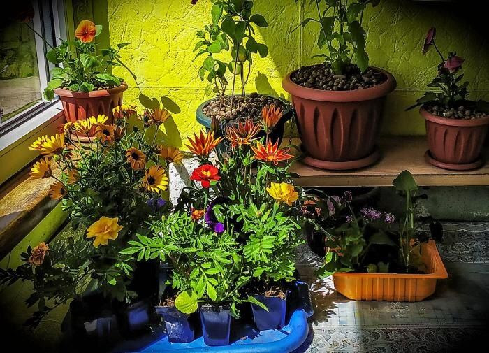 Тайны успешного полива комнатных растений: секреты, которые необходимо знать каждому