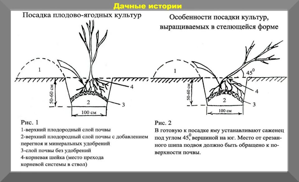 Октябрь в саду: секреты успешной посадки луковичных и уход за лилиями