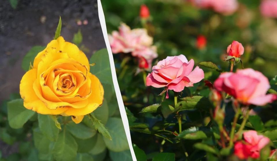 Как спасти розы от трипсов: лайфхаки для садоводов