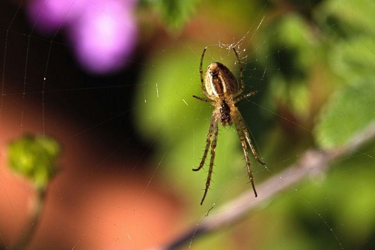 Как избавиться от паутинного клеща в домашних цветах раз и навсегда: рабочий способ