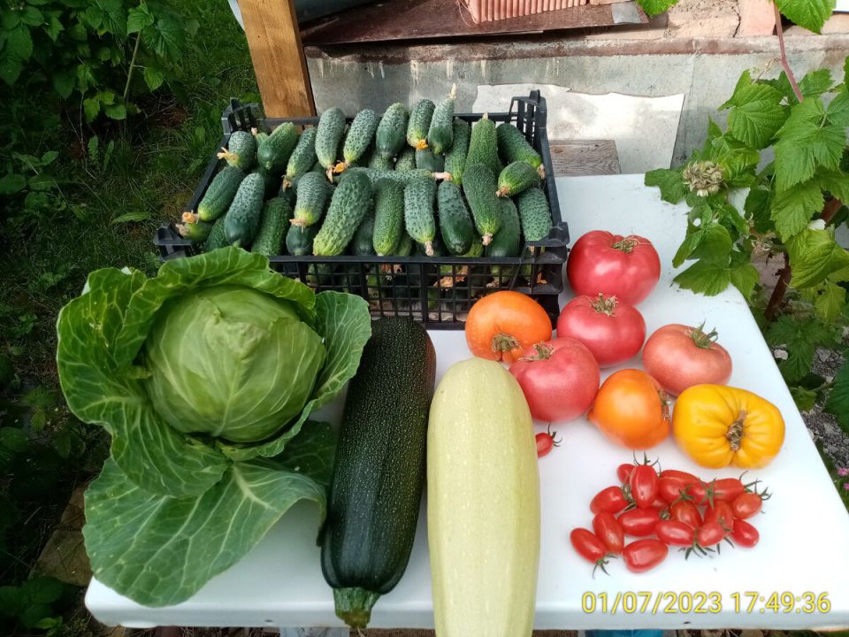 Огурцы в опасности: как вернуть урожай и избежать проблем с плодоношением