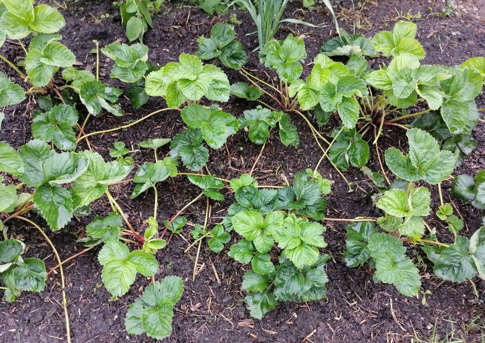 Садоводов ждет насыщенная неделя