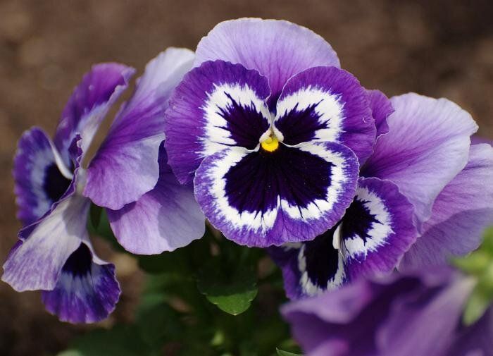 Виола: нежность и яркость для вашего сада