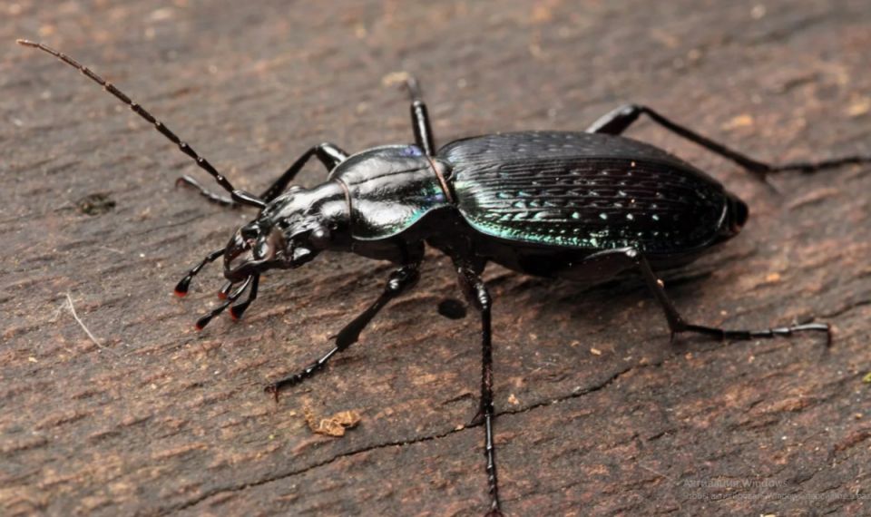 Как создать домик для жужелиц и победить вредителей в саду