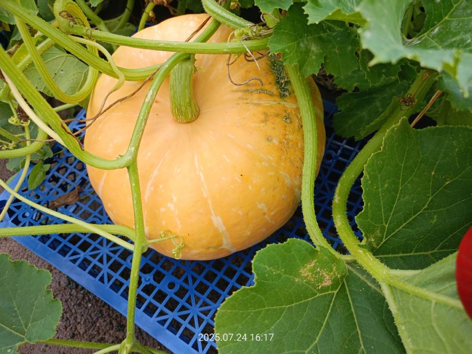 Как достичь впечатляющих результатов в выращивании тыквы даже на импровизированной грядке