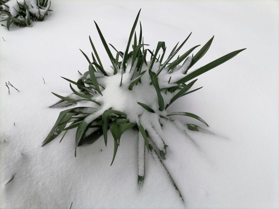 Снегопад в Сибири: весна снова решила поиграть в холод