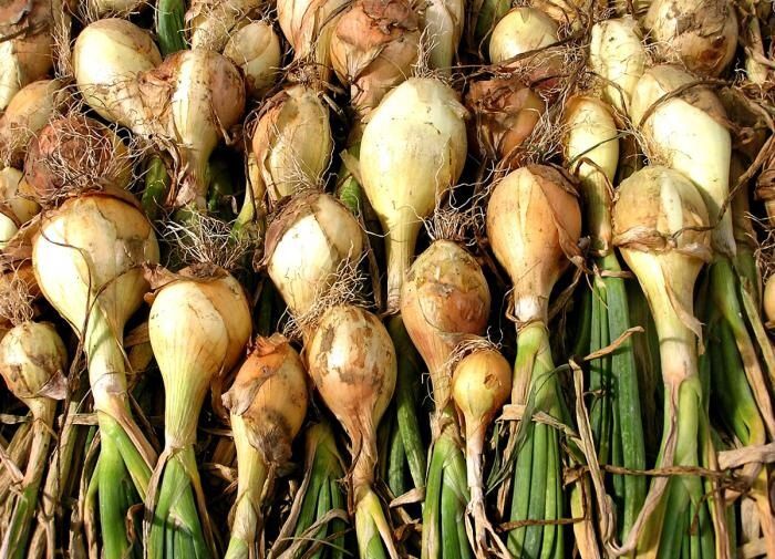 Почему лук может уйти в стрелку?