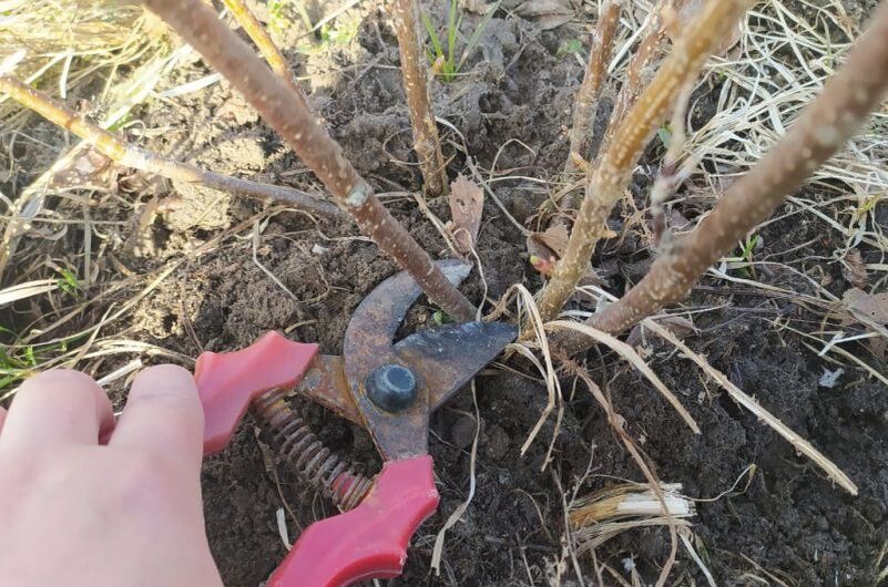 Как привести запущенные кусты смородины в порядок: пошаговое руководство