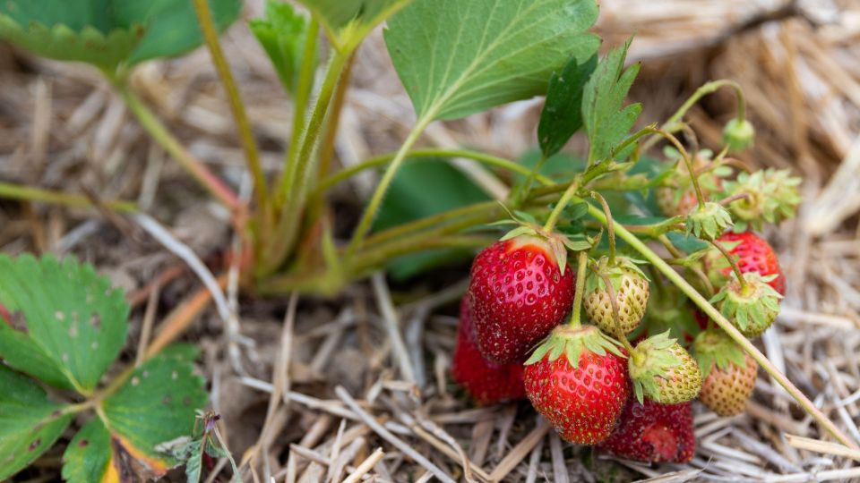 Клубника больше не будет валяться на земле: опорой кусту послужит этот «мусор»