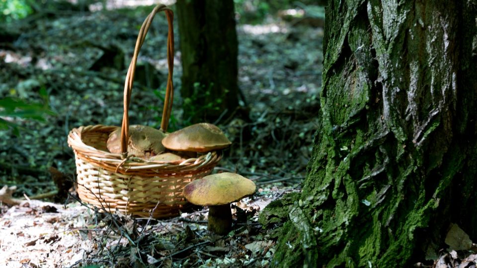 Когда пора звонить в скорую: биолог раскрыл симптомы отравления грибами