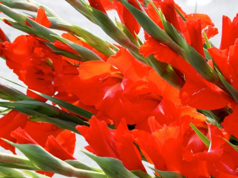 Проверяем луковицы: как выбрать идеальный посадочный материал для гладиолусов