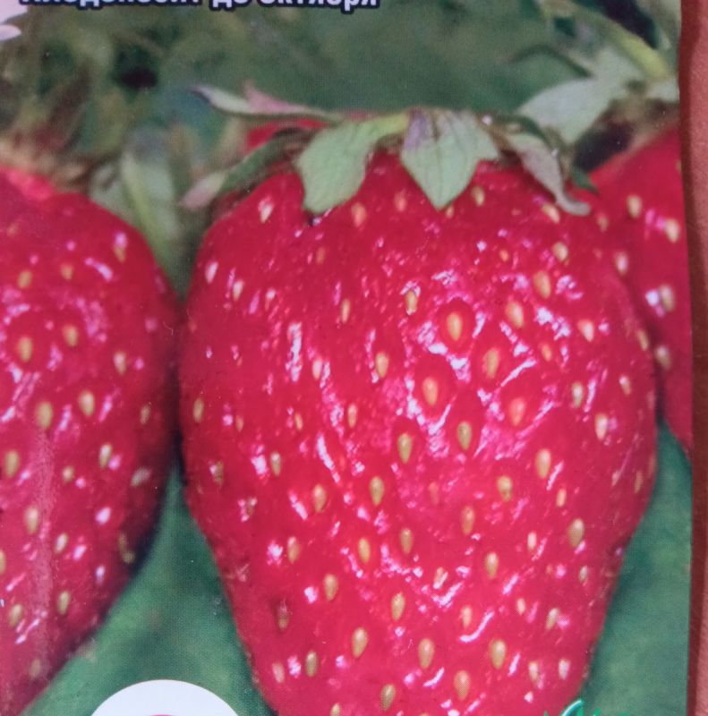 Как успешно вырастить клубнику из семян: опыт и советы