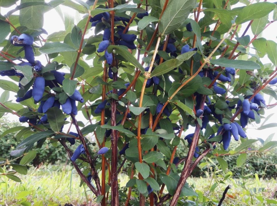 Тайны успешной жимолости: когда и как удобрять для щедрого урожая