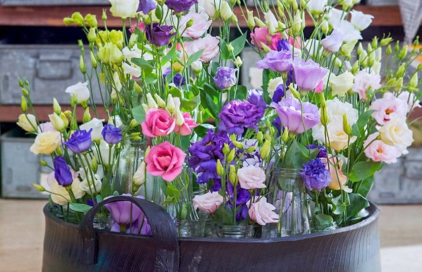 Эустома: как вырастить цветок, который украсит ваш сад