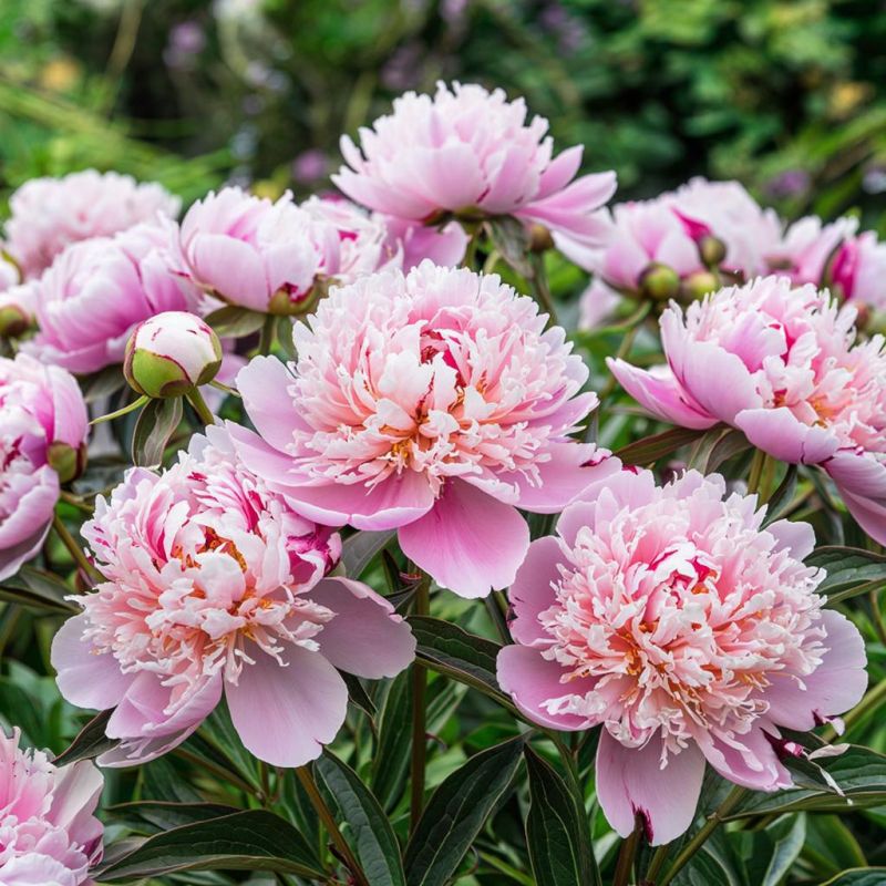 Пионы для занятых садоводов: пять сортов, которые легко вырастить