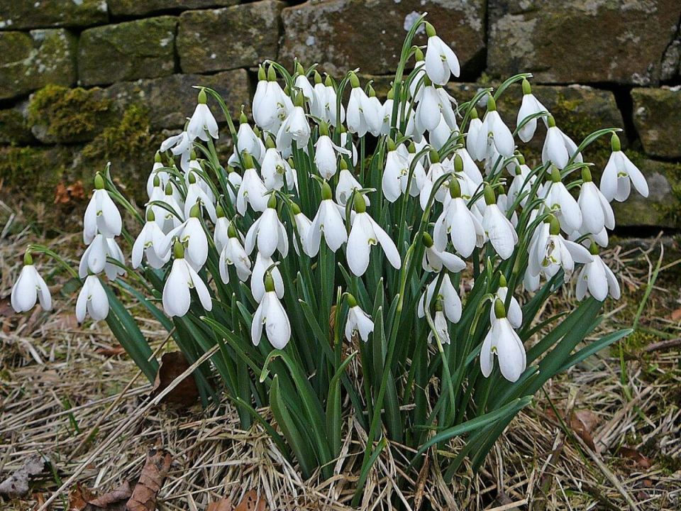 Как махония может украсить ваш сад и улучшить здоровье