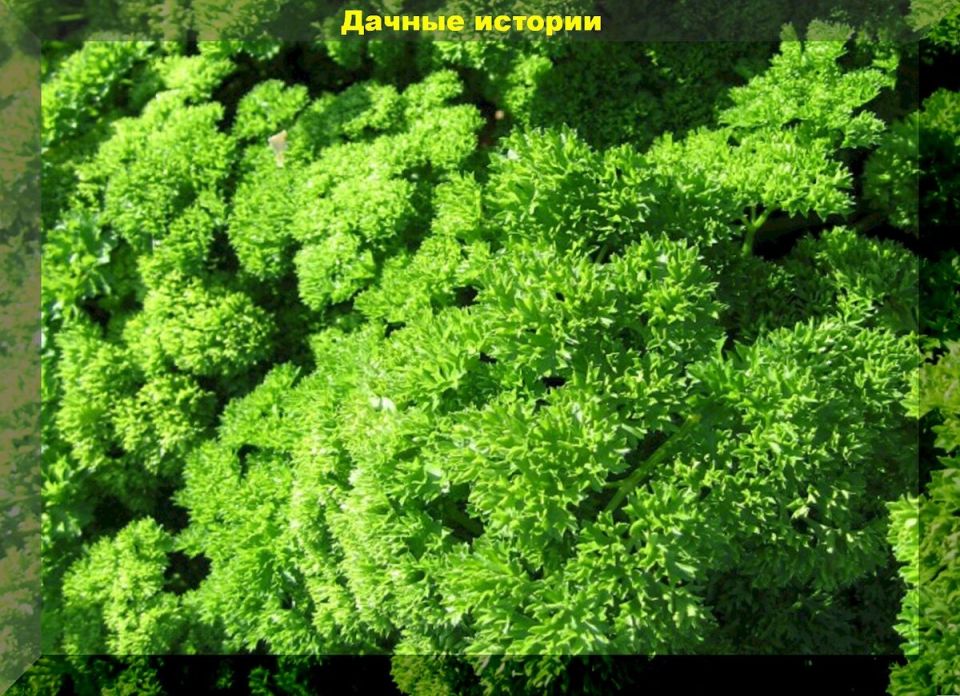 Петрушка круглый год: как получить зелень даже зимой