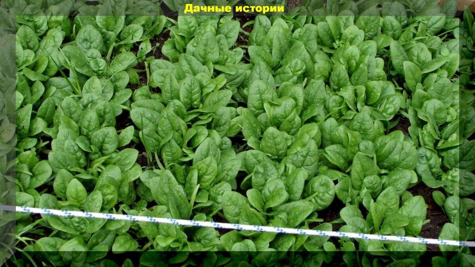 Как вырастить шпинат на своем участке: секреты успешного урожая