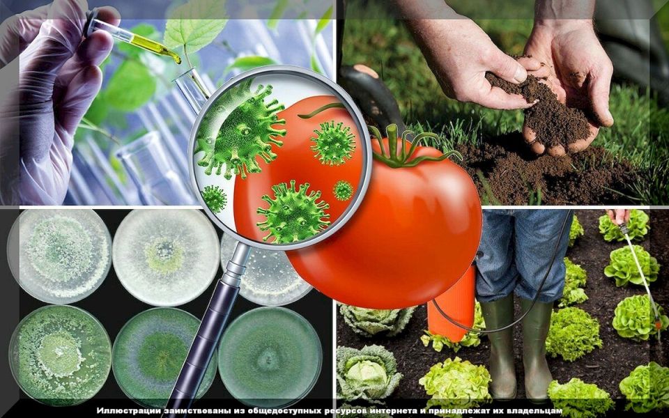Биопрепараты против химии: что выбрать для защиты растений в современных условиях?