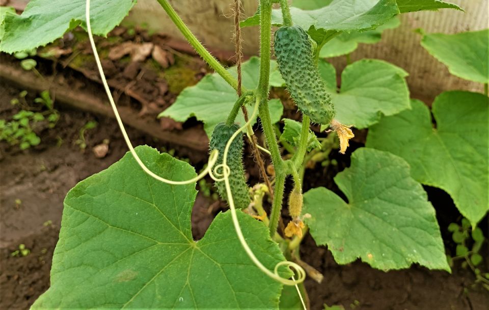 Искусство подвязки огурцов: как не потерять половину урожая