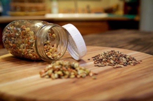 Как подготовить семена к посеву