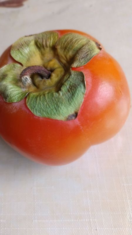 Хурма «Ромашка»: солнечный заряд здоровья и вкуса