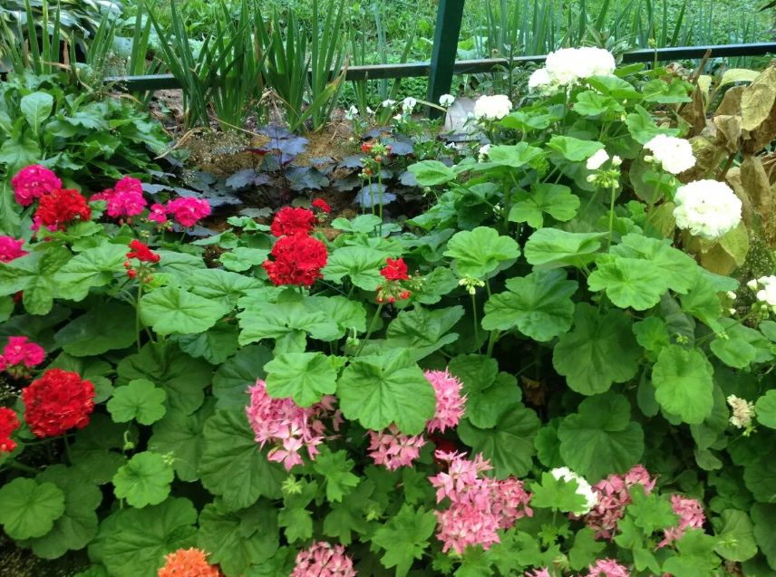 Как сохранить цветущий сад в квартире: секреты успешного зимнего ухода за цветами