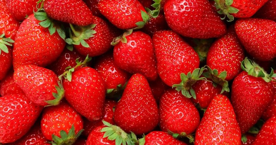 Уход за клубникой после зимы: рекомендации и удобрения