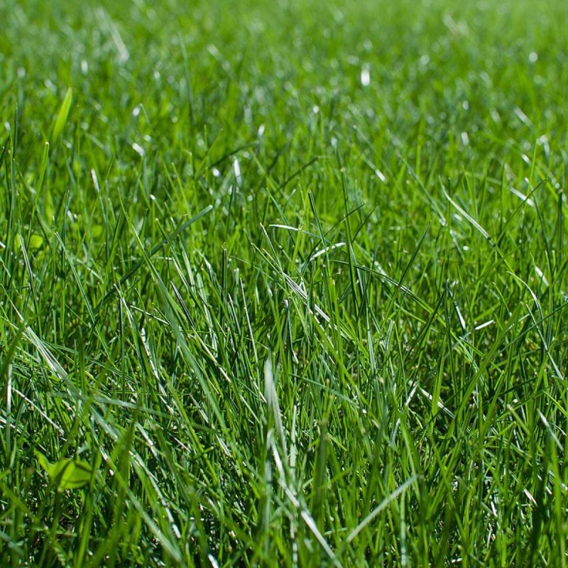 Как скошенная трава может преобразить ваш дачный участок