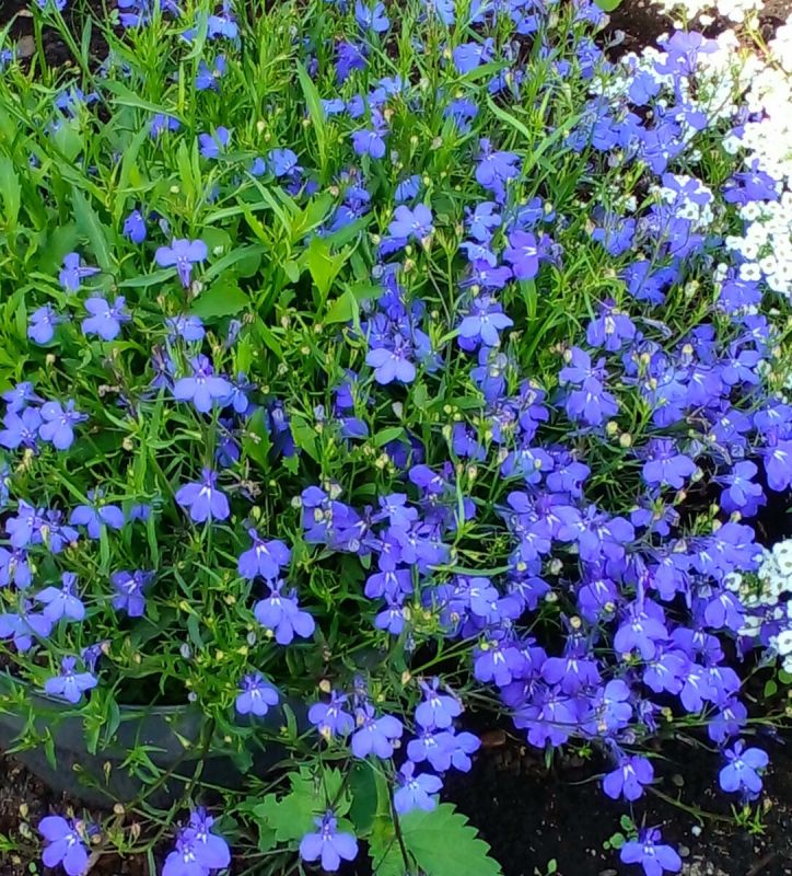Лобелия: Очарование синего цветка, которое растет под любыми углами