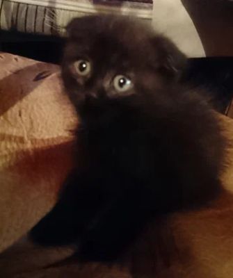 Собачьи и кошачьи истории: как начали жить вместе