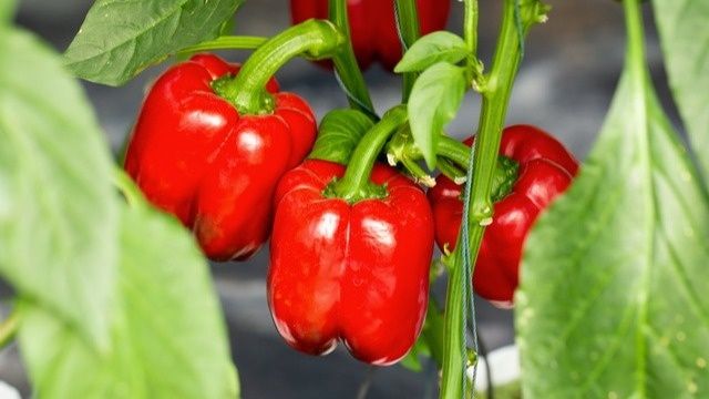 Как добиться идеального урожая болгарского перца: секреты грамотного формирования