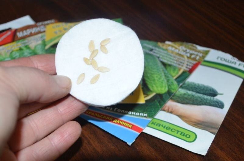 Как легко вырастить огурцы в ноябре