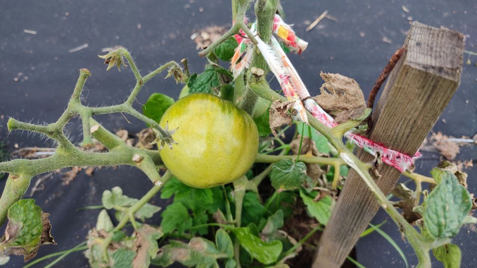 Необычное утро: Как потеря пульта стала началом неожиданного дня