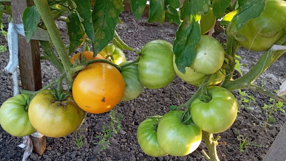 Увеличение урожая томатов: новый подход имеет свои преимущества