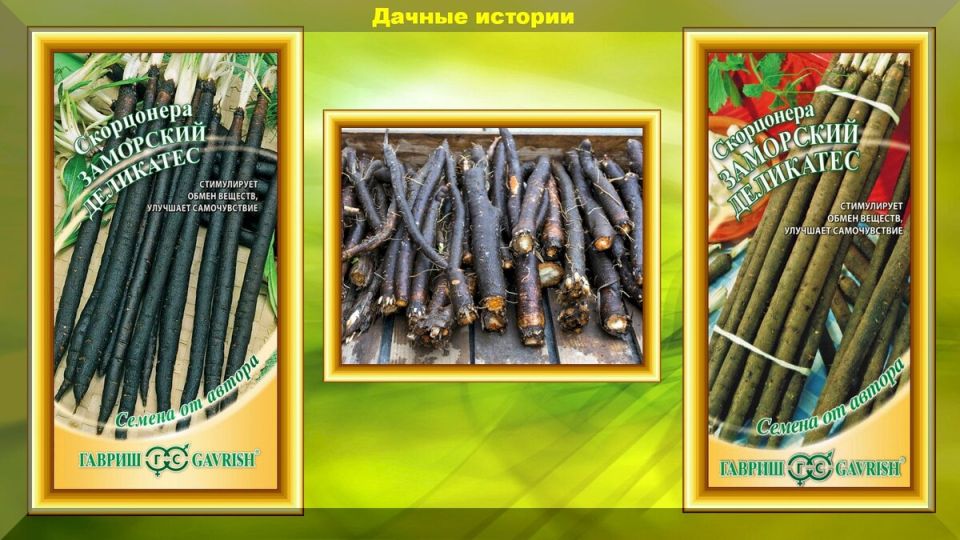 Скорцонера: черная морковь с множеством полезных свойств