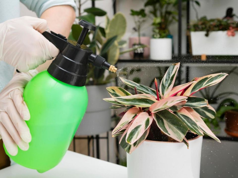 Как утреннее опрыскивание поможет вашим комнатным растениям пережить зимние холода