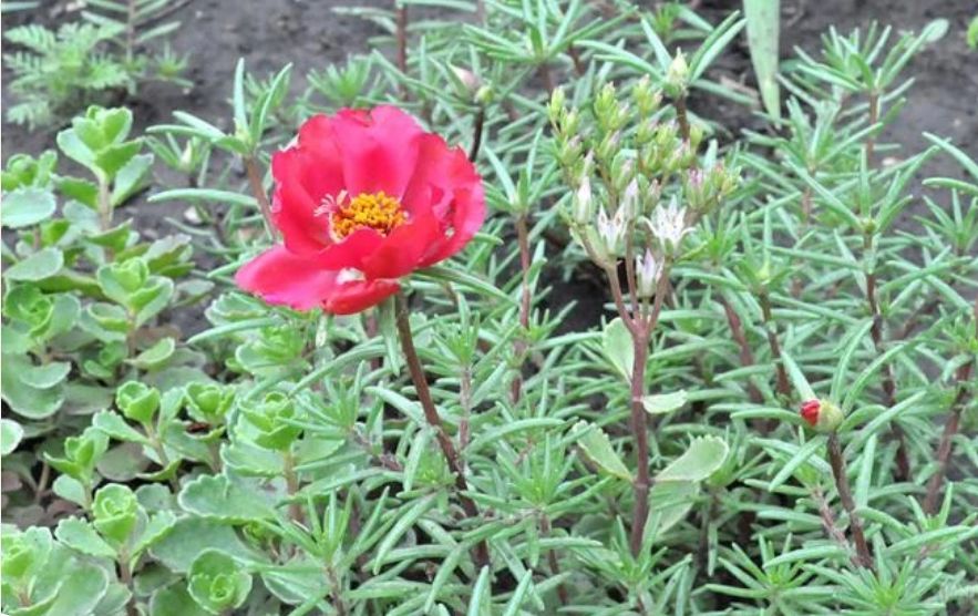 Портулак: яркие акценты для вашего сада в любой сезон