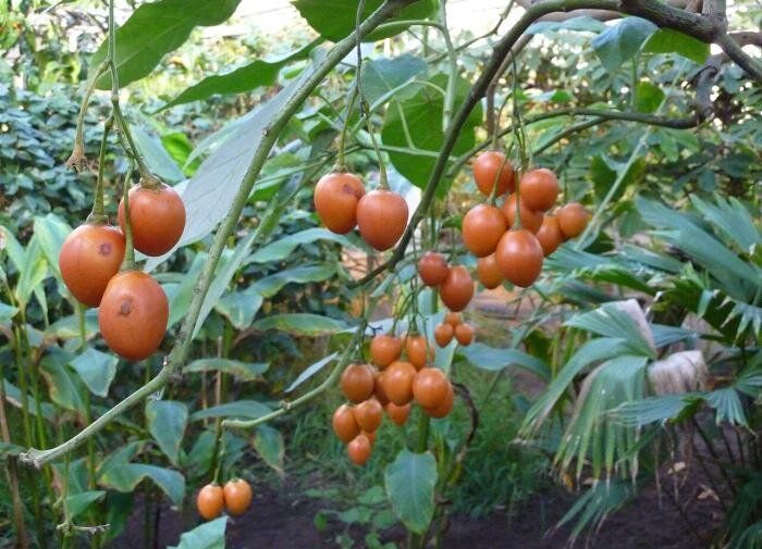 Томатное дерево: как вырастить гиганта в собственном саду