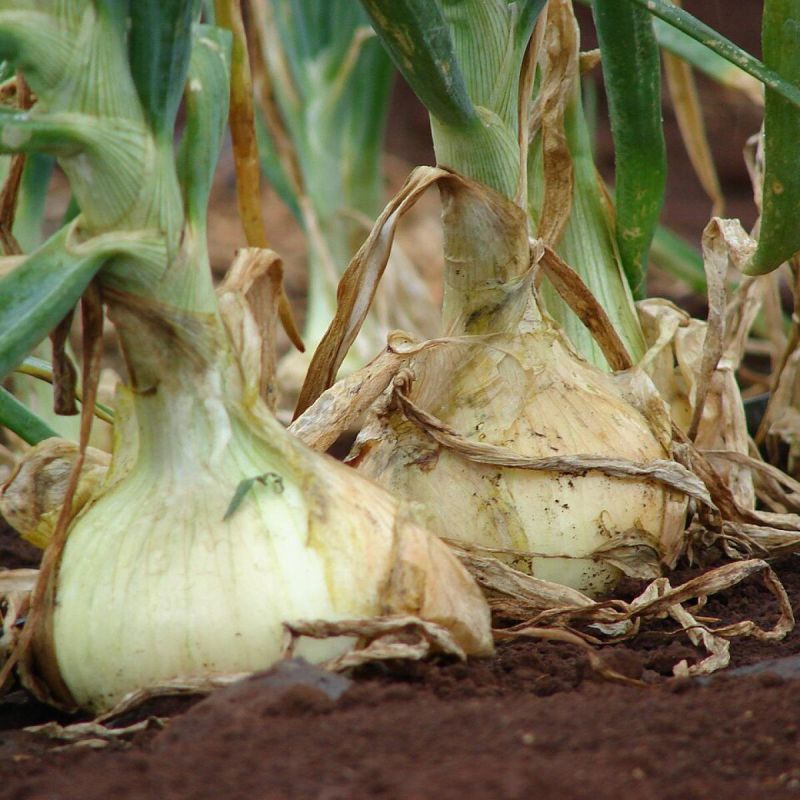 ������� ��������� ����������� ����: ������� � ����������� �������