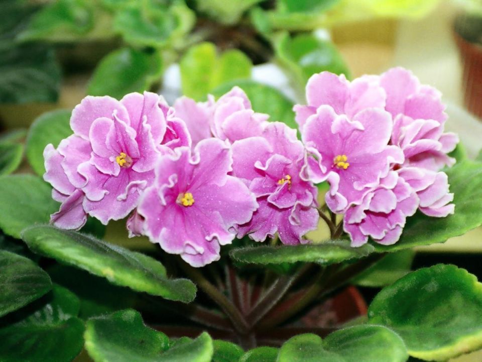 Как сделать подоконник настоящими джунглями: секреты цветущих фиалок