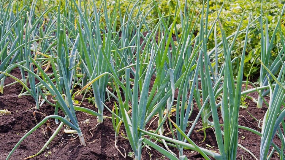 Как отличить пероноспороз от нехватки азота у чеснока и лука: полезные советы для огородников